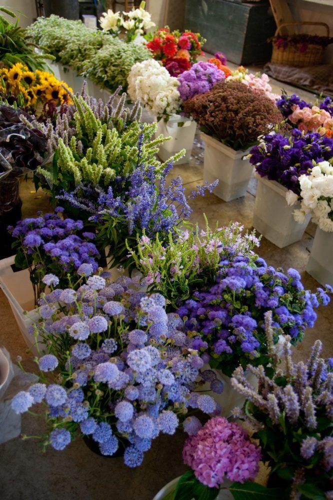 Mystic Meadow Wildflower Collection